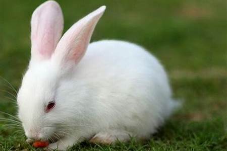 梦见兔子是什么预兆