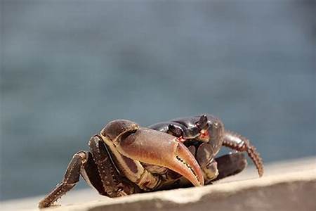 梦见螃蟹很多是什么预兆